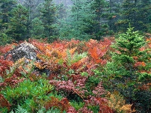 Plants, color, green ones, Bush, Conifers