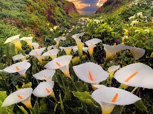 Calla, Plants, White