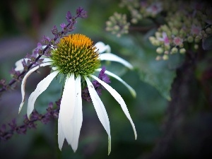 plants, purple, echinacea, Colourfull Flowers