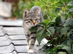 Plants, the roof, Gray, cat