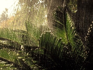 Plants, Rain, jungle, rainy