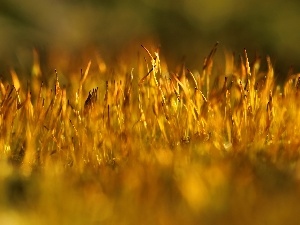 mosses, Plants, lichens
