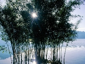 Plants, light breaking through sky, lake