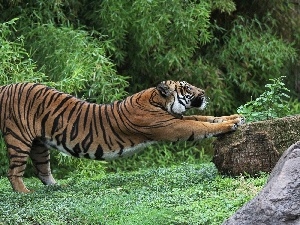 Stone, Plants, tiger