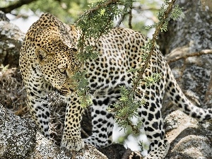 Stones, plants, Leopards