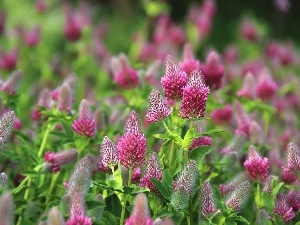 trefoil, Plants, Pink