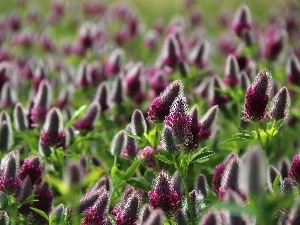 Plants, trefoil