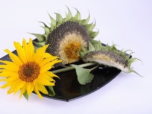 plate, mature, Sunflower, Colourfull Flowers