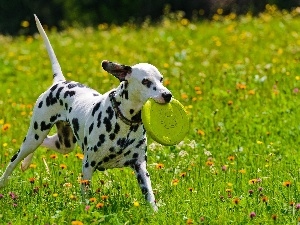 play, Dalmatian, Meadow, dog