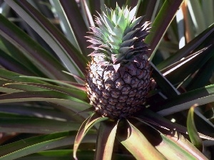 plume, ananas