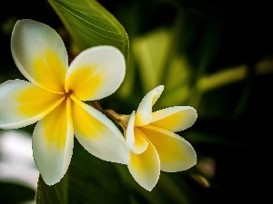 Plumeria