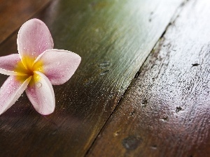 Plumeria