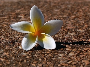 Plumeria, flower