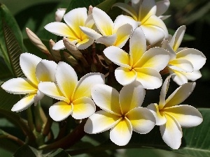Plumeria, Yellow Honda, Flowers, white