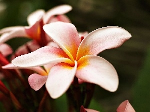 Pink, Plumeria, Beauty