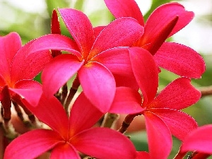 Plumeria, Pink