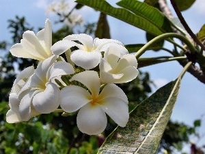 Plumeria, White