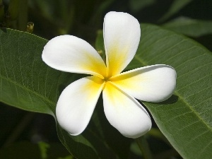 Plumeria