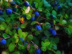 Leaf, plums, trees