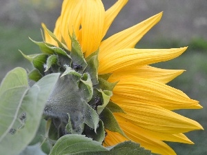 fly, Pluskwiak, Sunflower