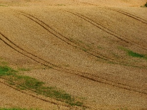 traces, Poland, Field