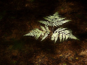 forester, polypody, fleece