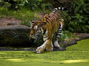 Pond - car, eyelash, tiger