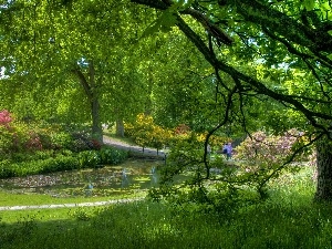 Pond - car, green, Park