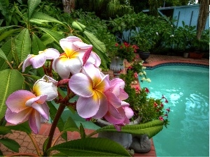 Garden, Pool, Plumeria