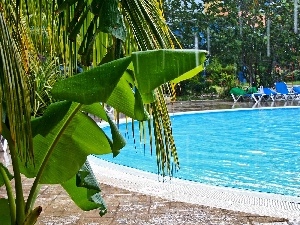 Pool, Palms, Hotel hall