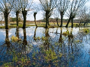 reflection, pool, willow