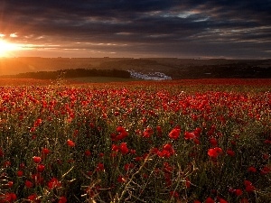 poppy, rays, west, field, sun