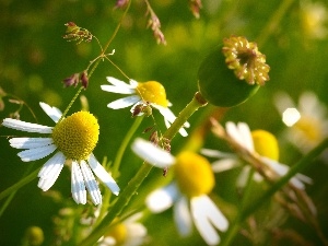 poppy-head, chamomile, Meadow, Flowers