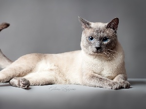 cat, portrait, Thai