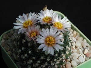pot, Flowers, Cactus, White