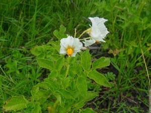 Bush, potato, flower