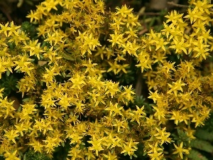 Flowers, Potentillas, Yellow