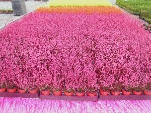 heathers, pots, Pink