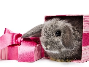 Present, bow, Rabbit, Box