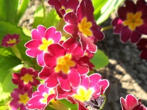 primrose, Pink and yellow