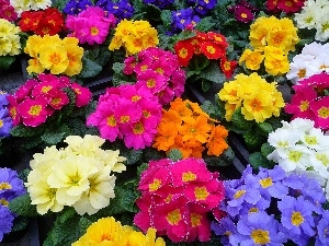 Flowers, Primrose, color