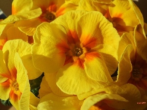 primrose, Flowers