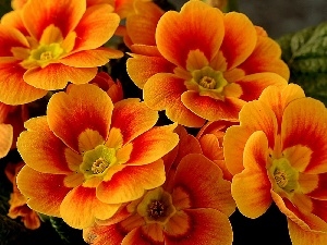 primrose, Orange