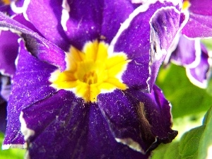 primrose, Violet