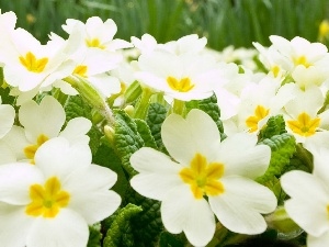 primrose, White