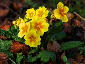 primrose, Leaf, Yellow Honda