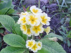 primrose, yellowish