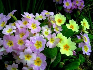primroses, color