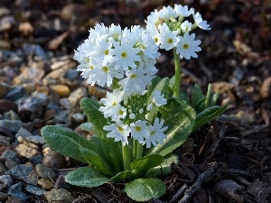 Flowers, primroses, White