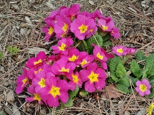 Primroses, pink, Spring, clump